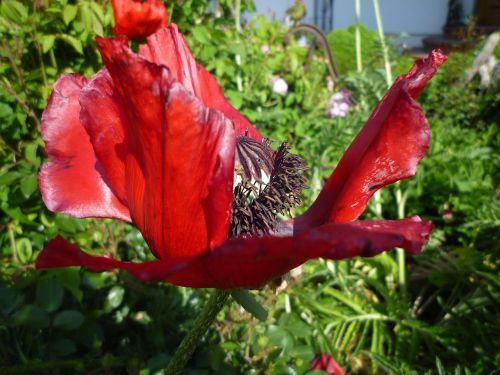 poppy blossom bloom