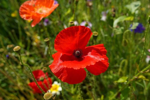 poppy red colorful