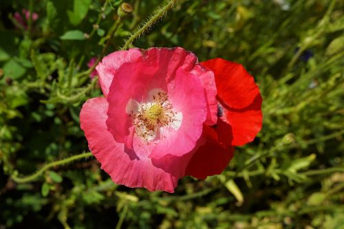 poppy pink red