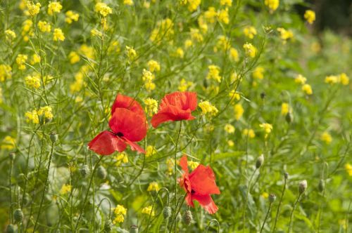 poppy summer field