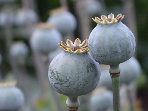 poppy poppy capsules seeds