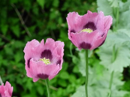 poppy pink flowers