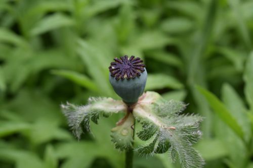 poppy flowers flower