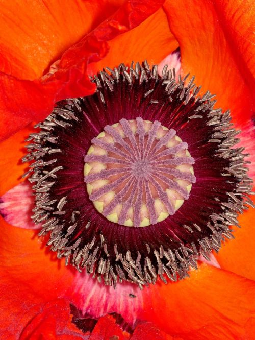 poppy flower summer