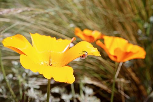 poppy ladybug nature