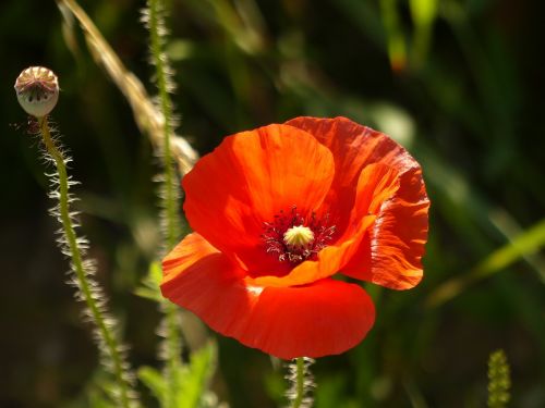 poppy blossom bloom