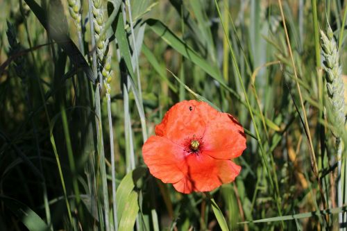 poppy field nature