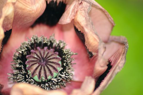 poppy close up flower