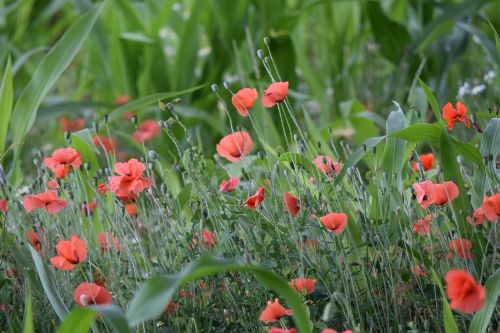 poppy flowers flower meadow