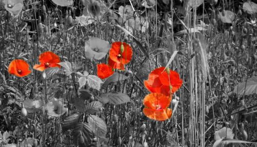poppy field of poppies klatschmohn