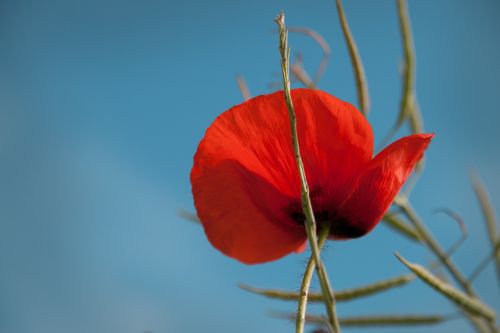 poppy summer red