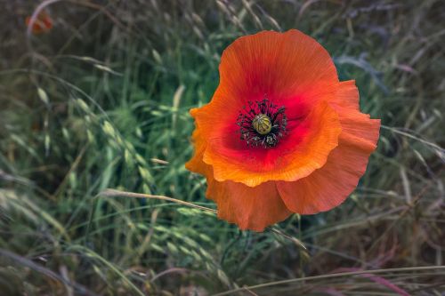 poppy nature flower