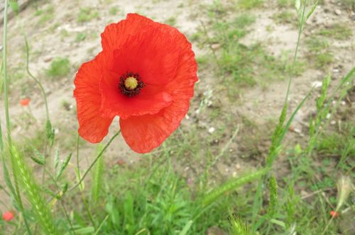 poppy field flowers nature