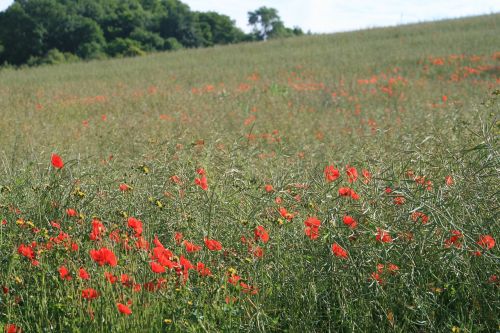 poppy field nature