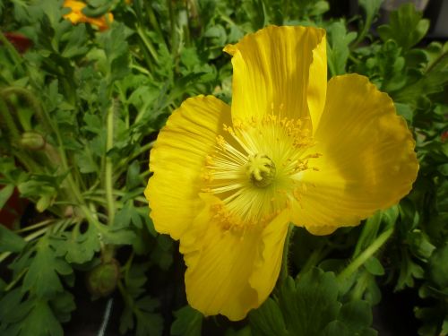 poppy yellow blossom