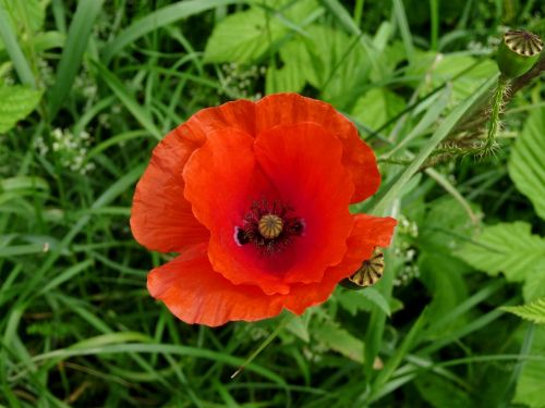 poppy wildflowers meadow