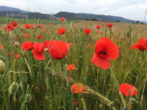 poppy agriculture barley