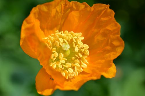 poppy orange flower