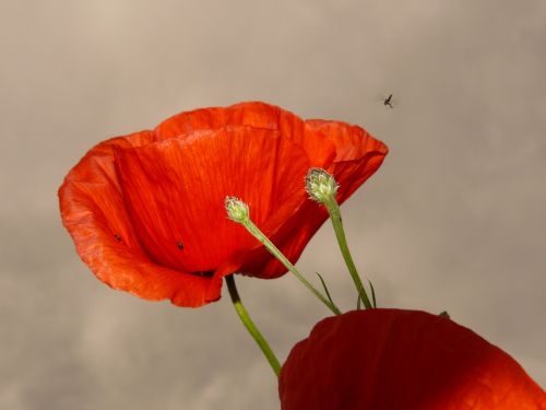 poppy klatschmohn blossom