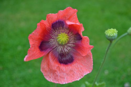 poppy wild red