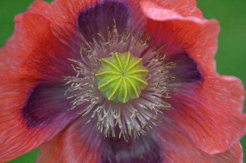 poppy wild red