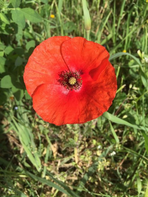 poppy red flower