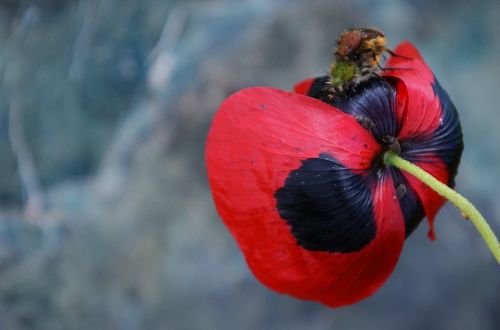 poppy wildflowers blossom