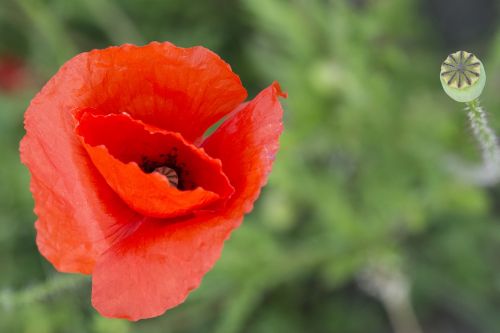 poppy red rose