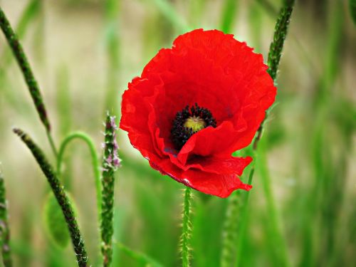 poppy flower field