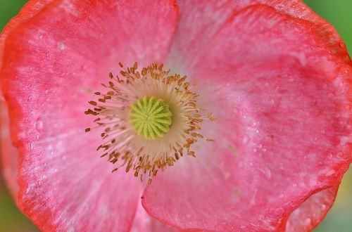 poppy flower natur