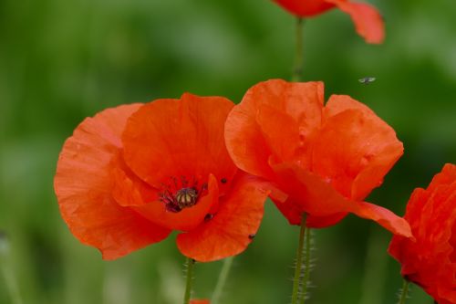 poppy poppy flower red