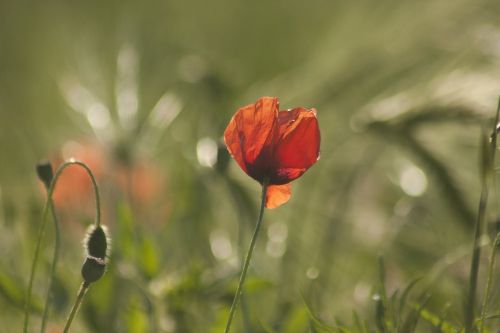 poppy flower flowers