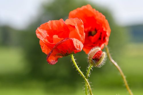 poppy meadow close