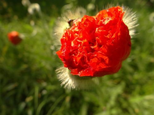 poppy flower poppy flower