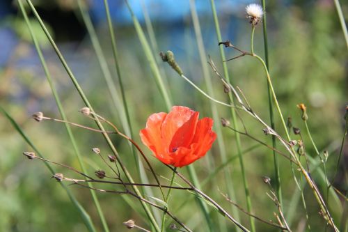 poppy field flower meadow