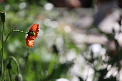 poppy red flower