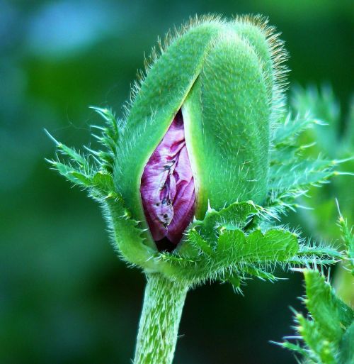 poppy nature blossom