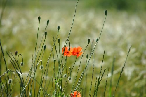 poppy meadow inflorescence