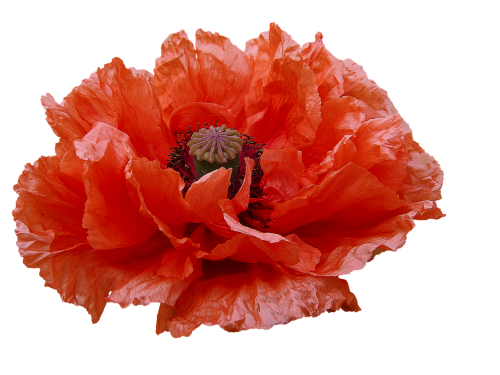 poppy red flowers transmission