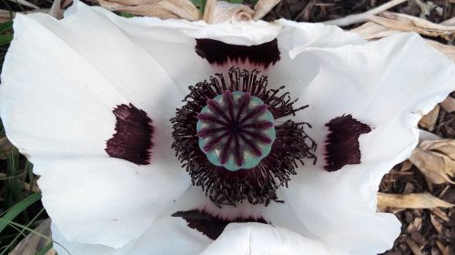 poppy white close