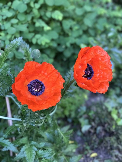 poppy flower