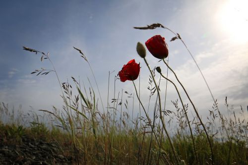 poppy back light grasses