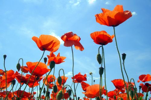 poppy flowers blue