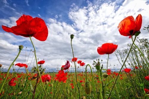 poppy sky flower