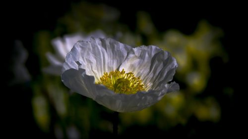 poppy flower poppy flower