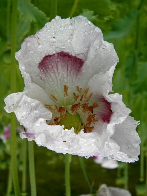 poppy flowers field