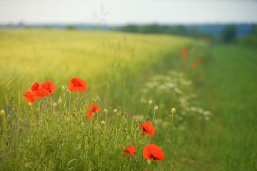 poppy field meadow