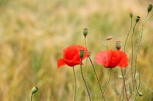 poppy red weed red