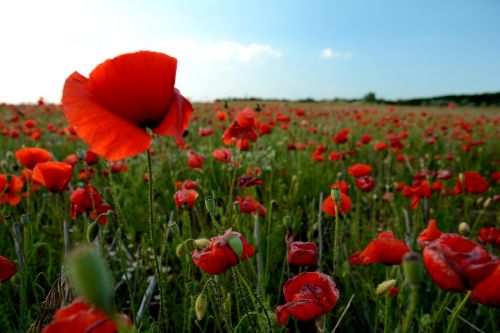 poppy field red