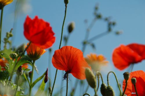 poppy nature plant